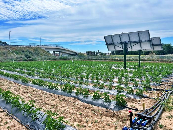 Tomatoes grow in a field with solar panels along one side.