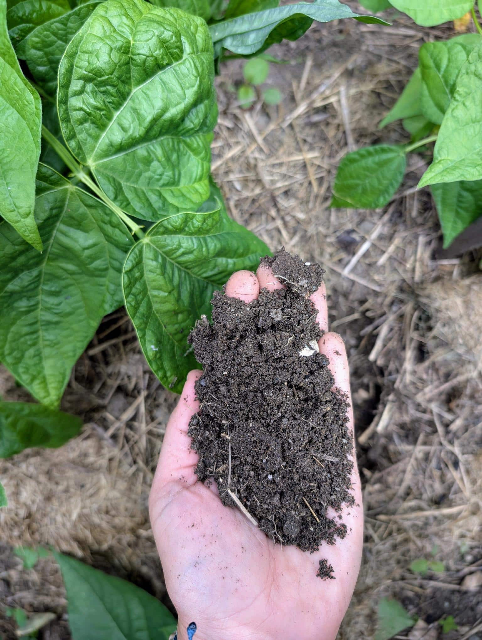down view of hand holding soil above plants