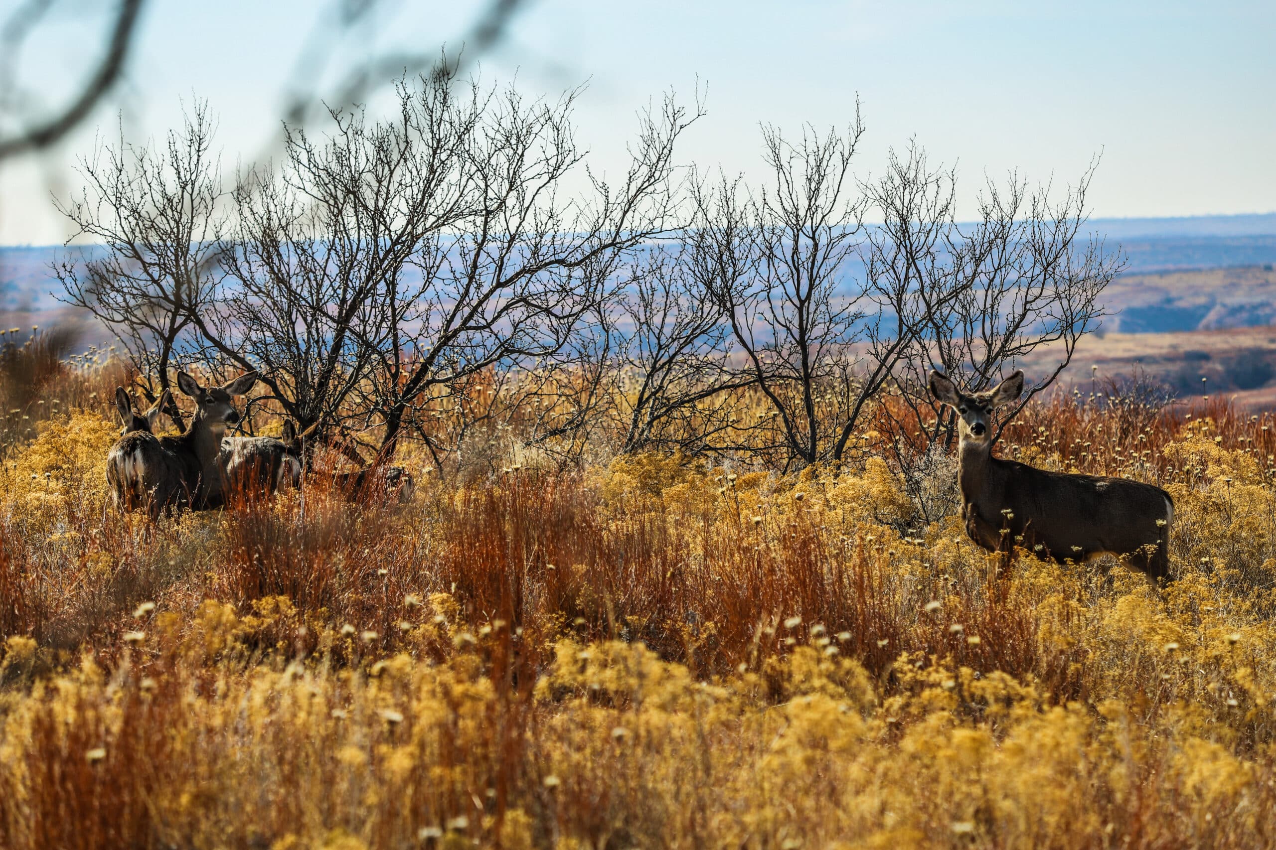 deer standing amid shrubs with distant horizon