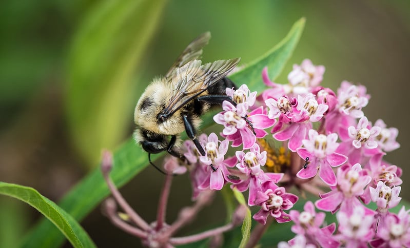 a bee on pink flowers
