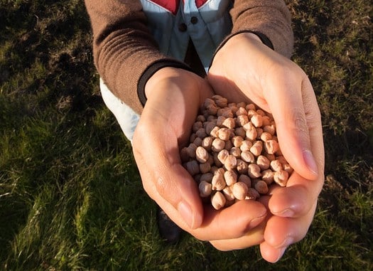 cupped hands holding seeds