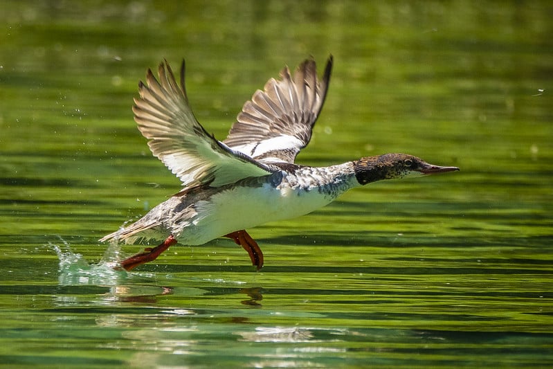 A duck with wings uplifted, taking off from water