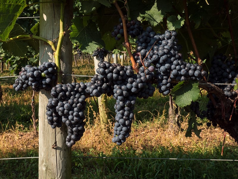 clusters of purple grapes hang from the vines