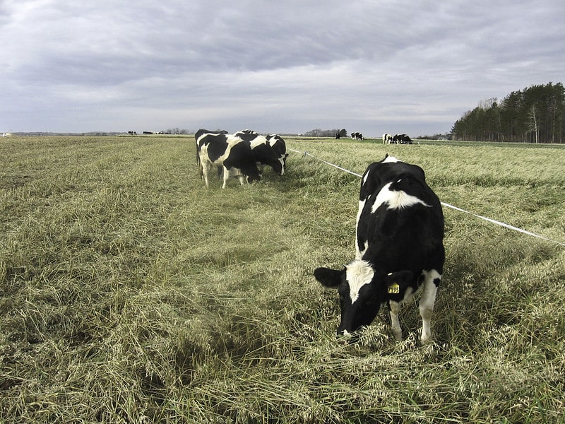 black and white dairy cattle on dry pasture