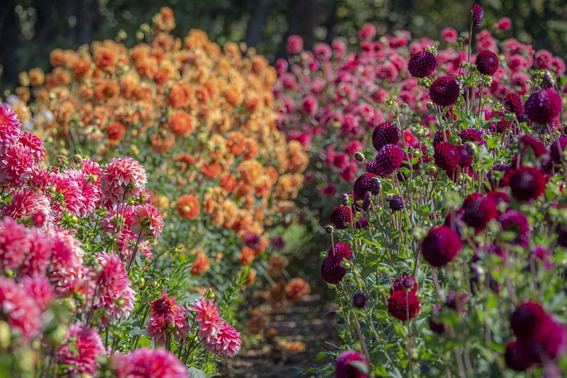 different colored flowers grow in rows