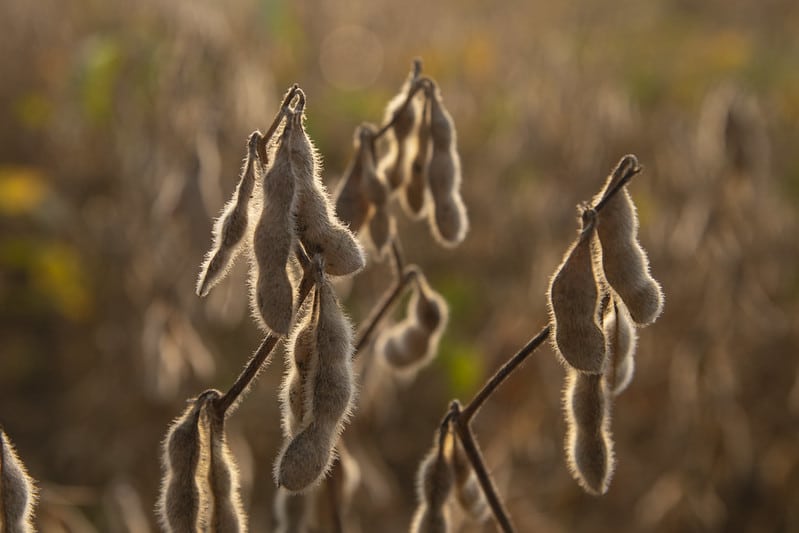 backlit dry soybean pods on the plant
