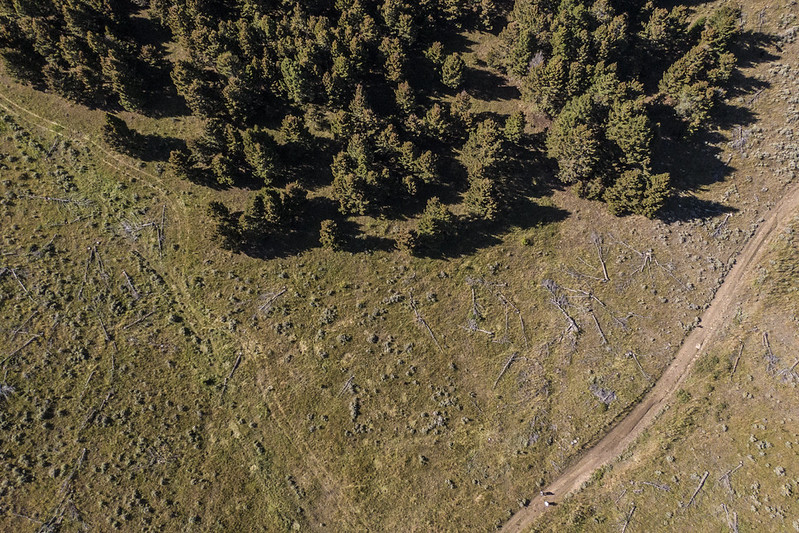 aerial view conifer forest on rangeland