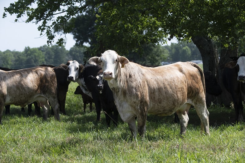 cattle in forest, silvopasture