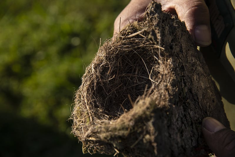 hands holding up a bird's nest