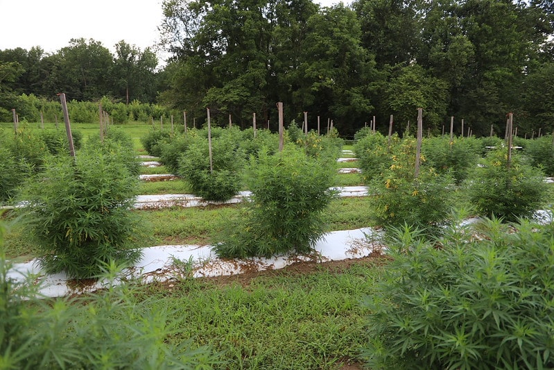 rows of hemp plants in plasticulture with vegetation between rows and forest in background