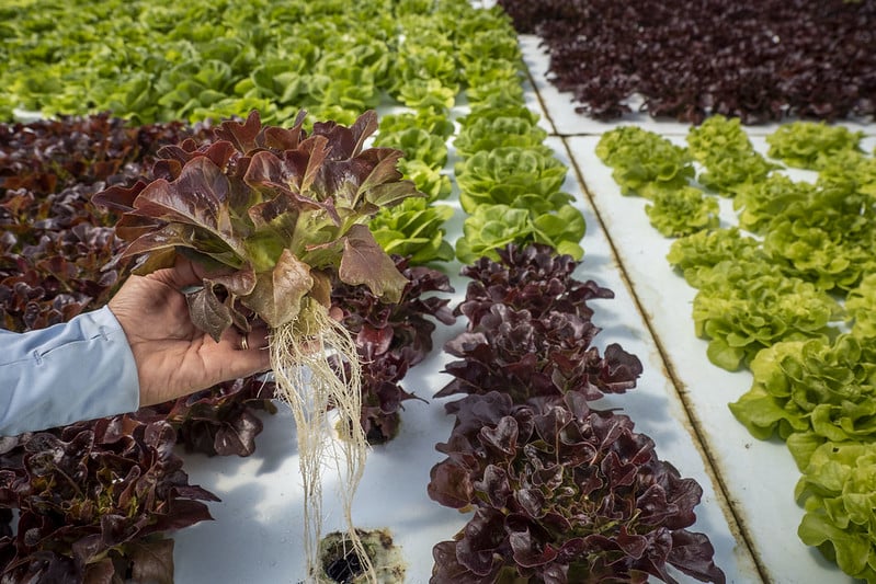 a hand holds lettuce with roots showing in front of rows of hydroponic lettuce growing