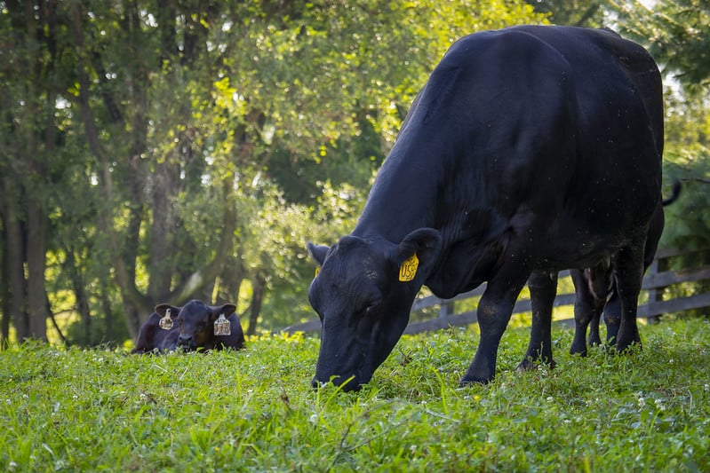 cow with calf, grazing in forest