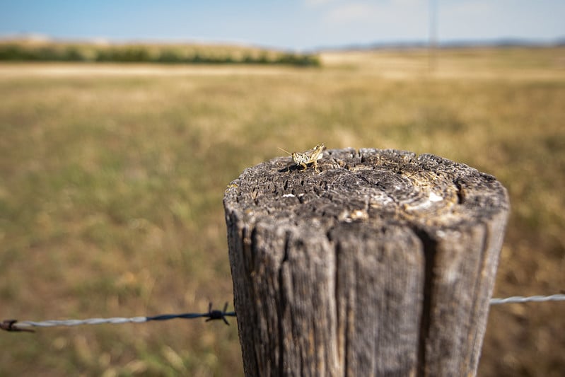 wood fence post with barbed wire