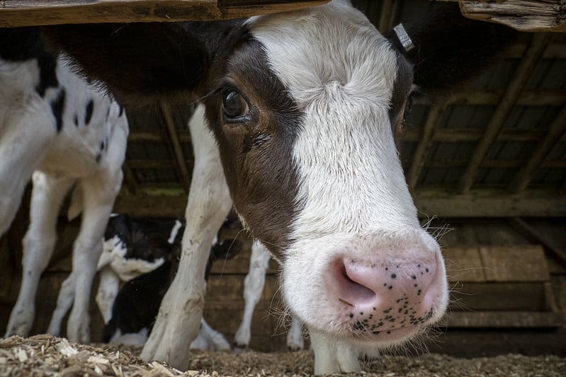 dairy calf face closeup