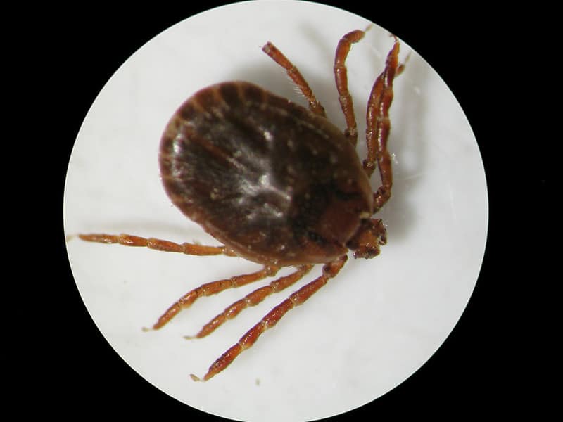 Asian longhorned tick