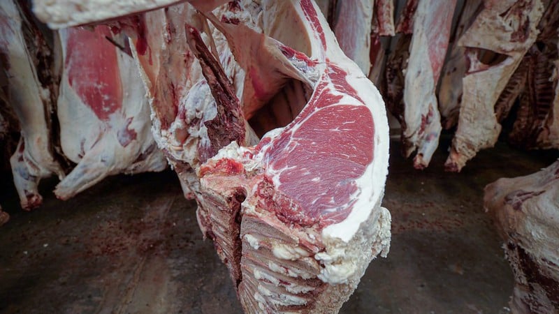 primal meat cut in processing