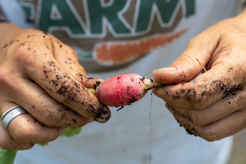two hands covered in dirt hold a radish