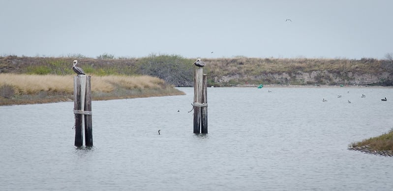 pelicans sit atop pilings in water against shoreline and gray sky