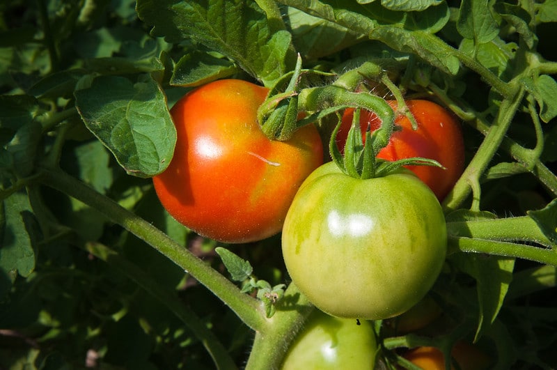green and red tomatoes on the vine
