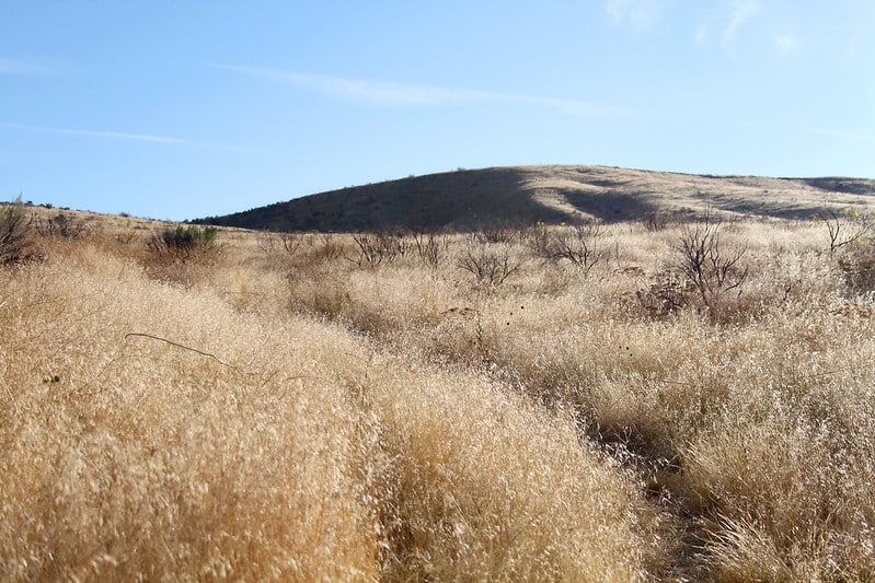 dry grass in a rangeland landscape