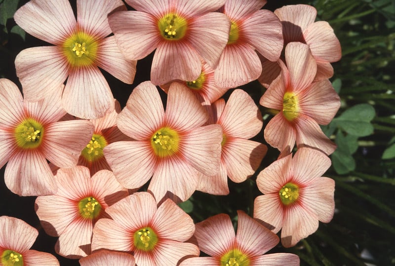 A cluster of pink flowers against a dark background