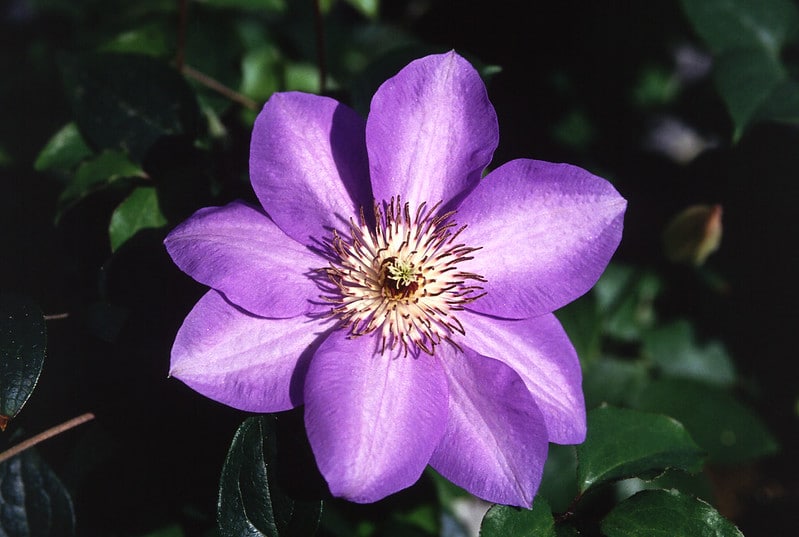 close-up of blooming purple flower