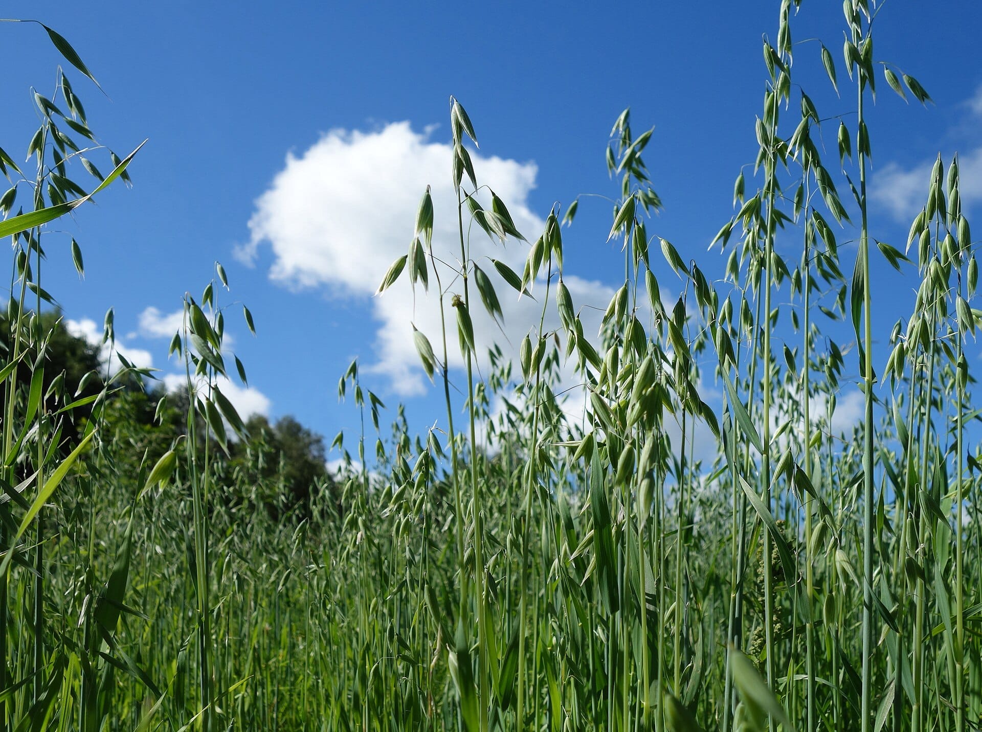 oats grow in a field under blue sky with clouds