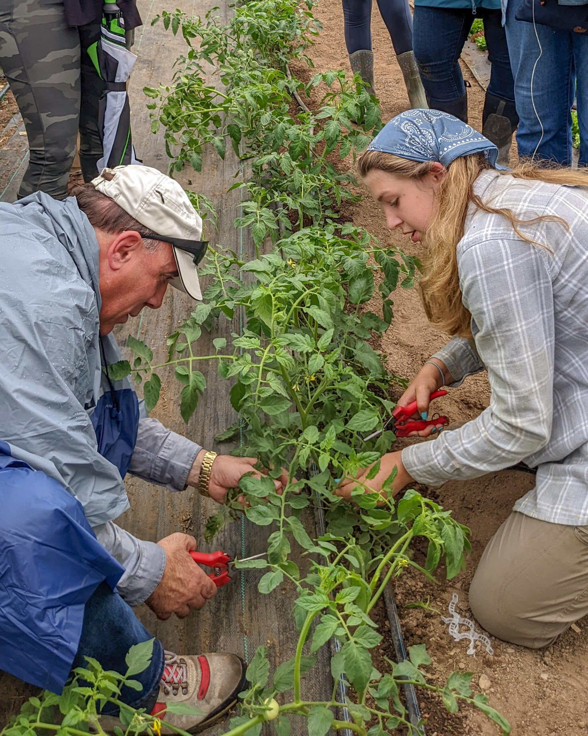 two people holding pruners kneel over a row of tomato plants