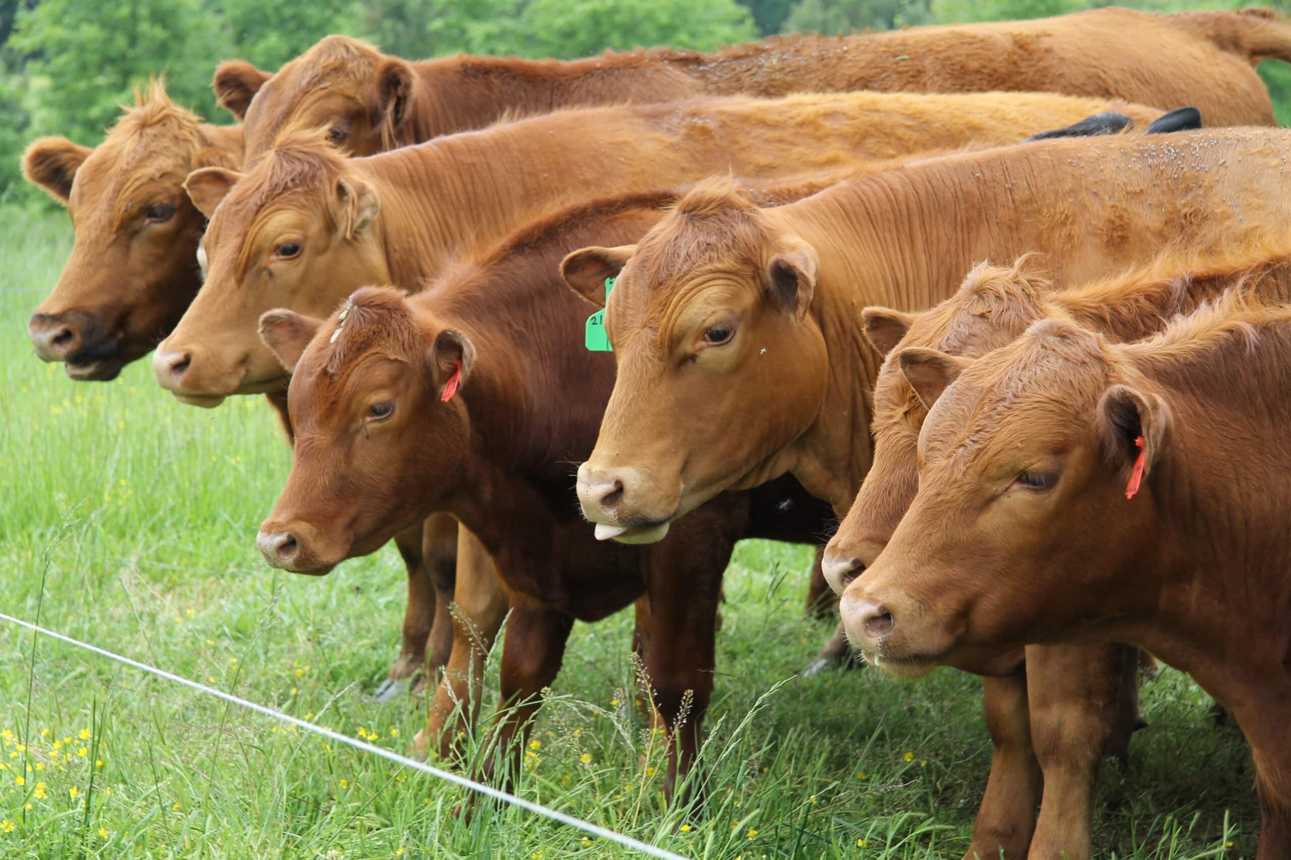 cattle on pasture, lined up at electric fence