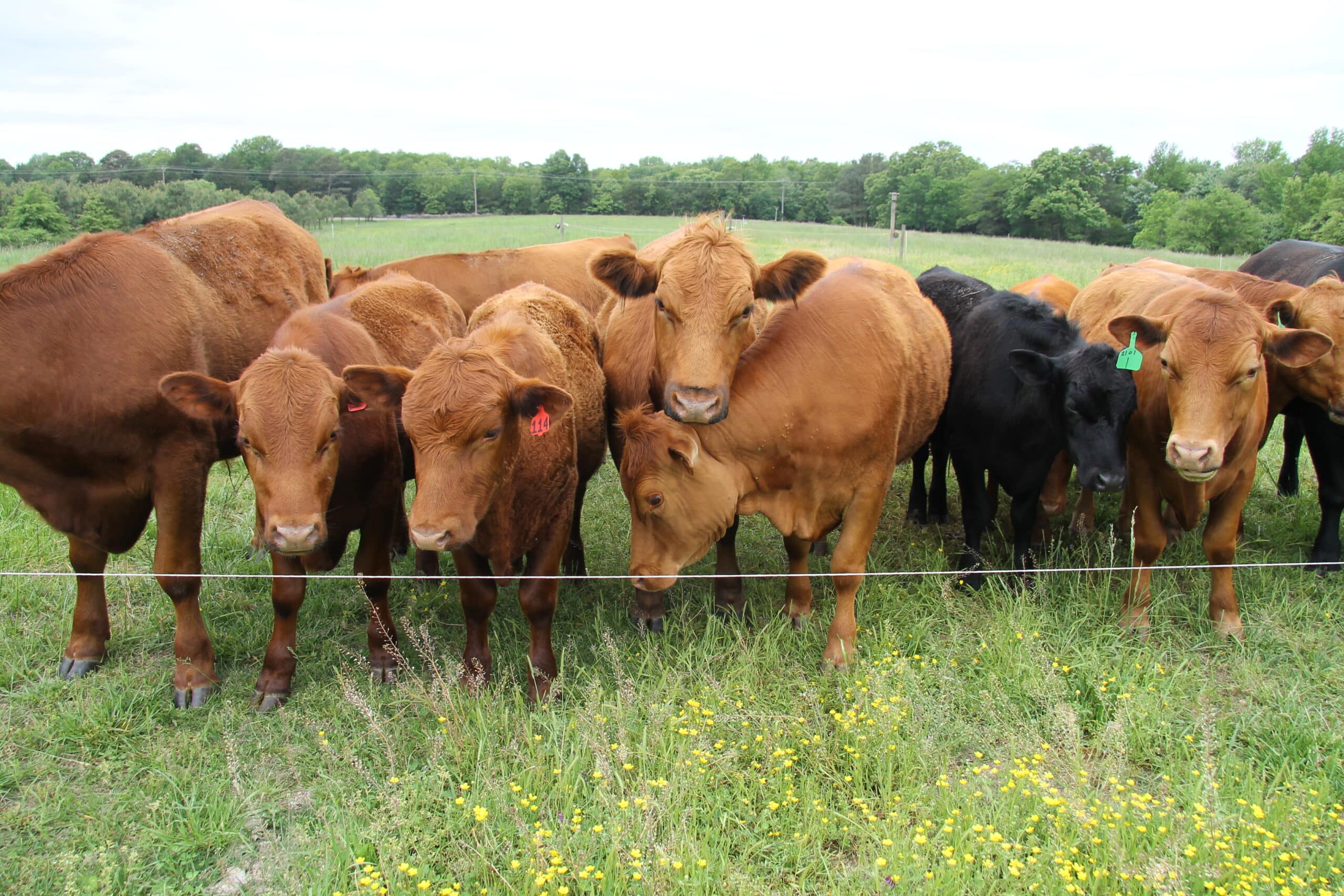 facing shot of cattle lined up at electric fence wire