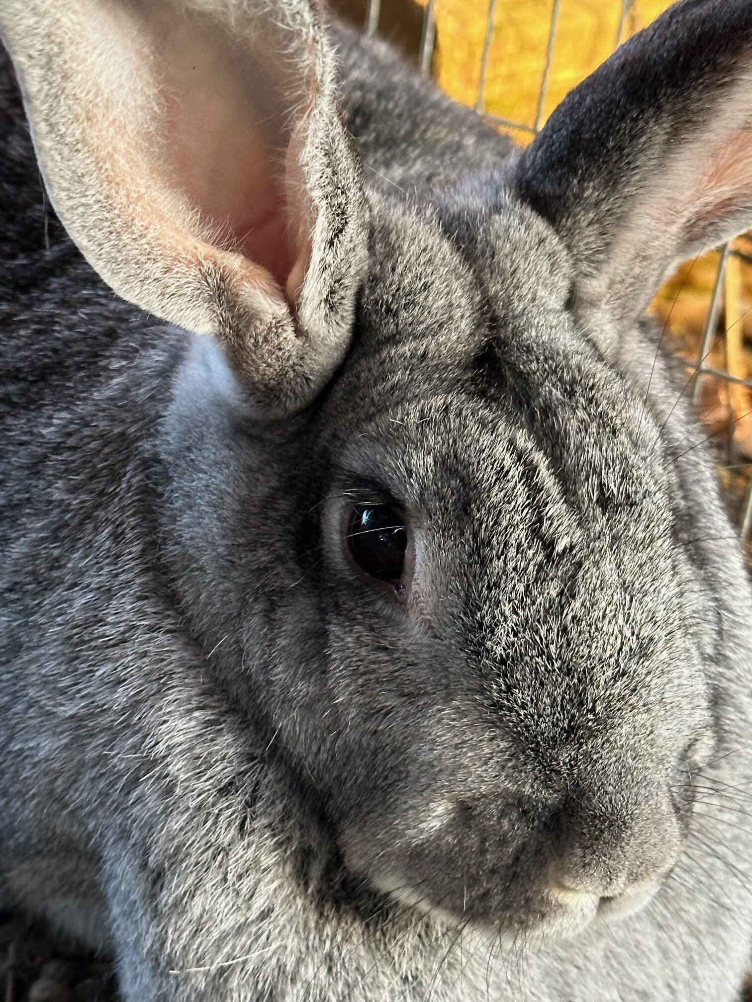 close-up rabbit