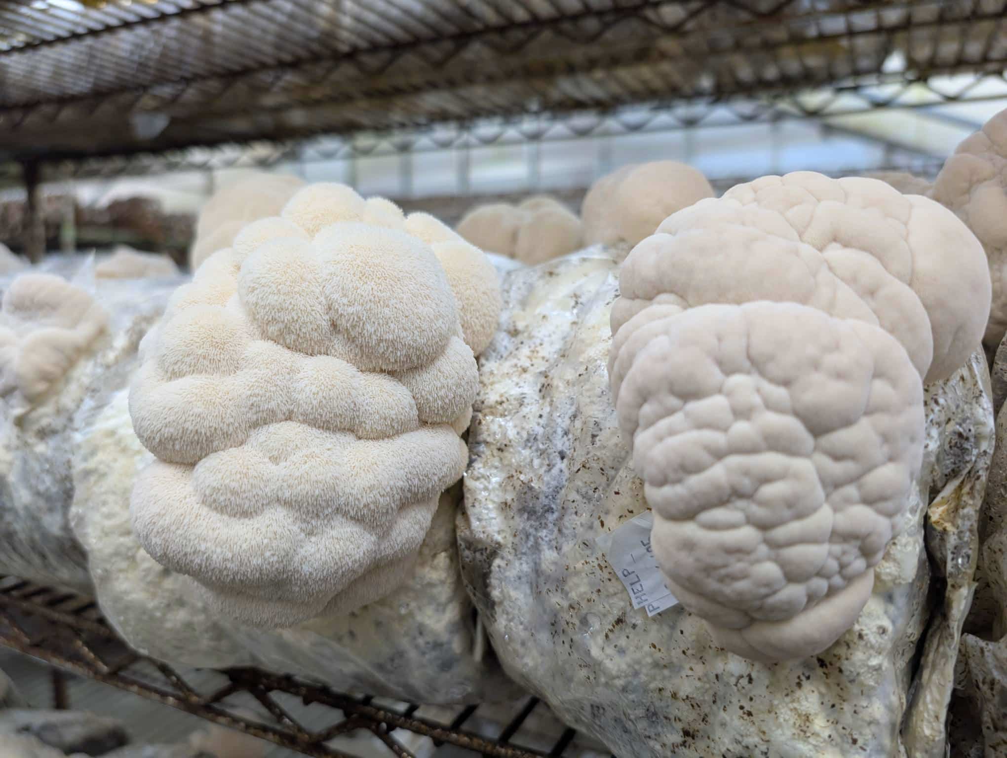 lion's mane mushrooms