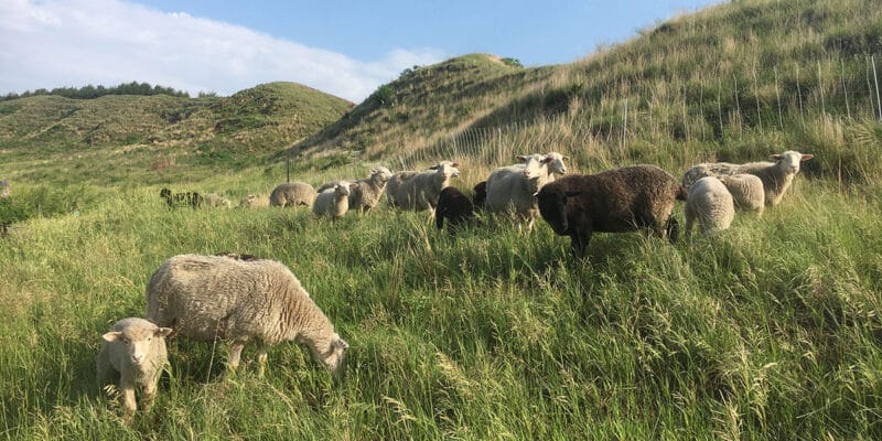 sheep graze in pasture with hills