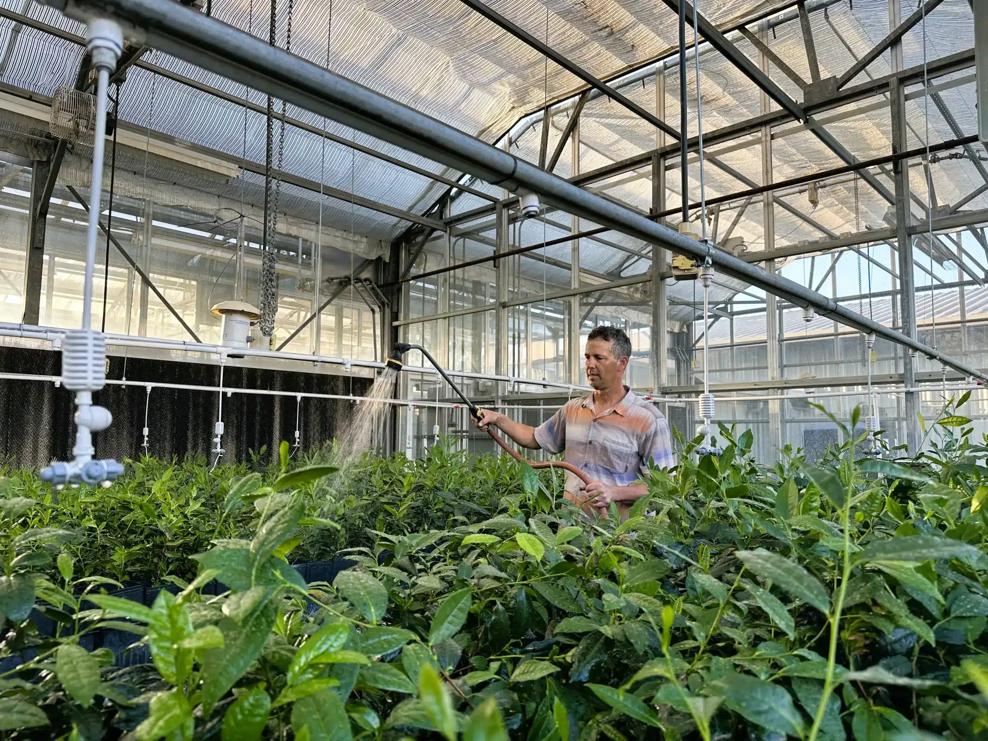A person waters tea plants with a sprayer, inside a large greenhouse.