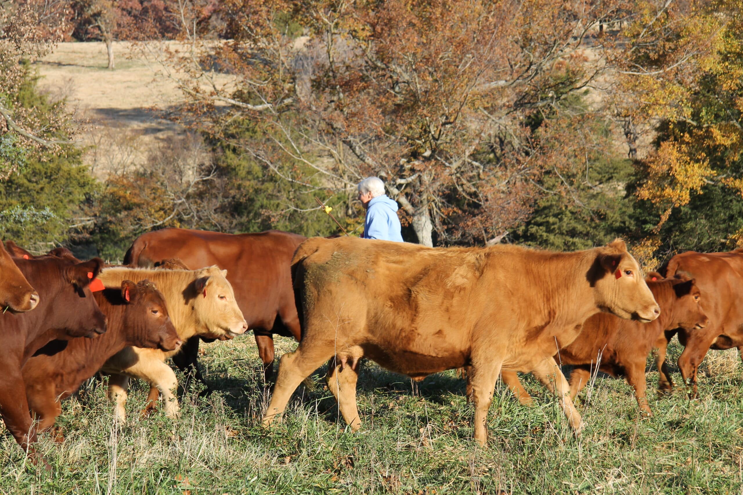 A herd of cattle moving to the right past a person facing left in pasture with trees