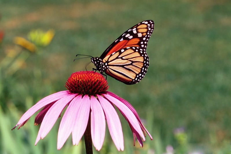 A black and orange butterfly sits on a pink flower in front of green vegetation