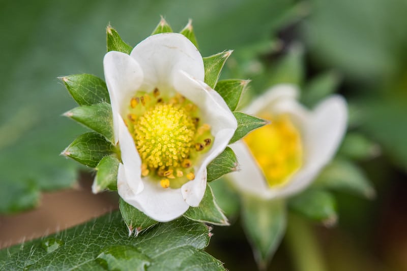 closeup of two strawberry blossoms