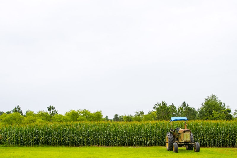 an old tractor sits on mowed grass in front of a cornfield under hazy sky
