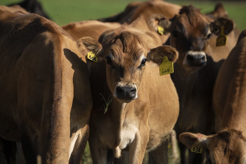 jersey dairy cattle