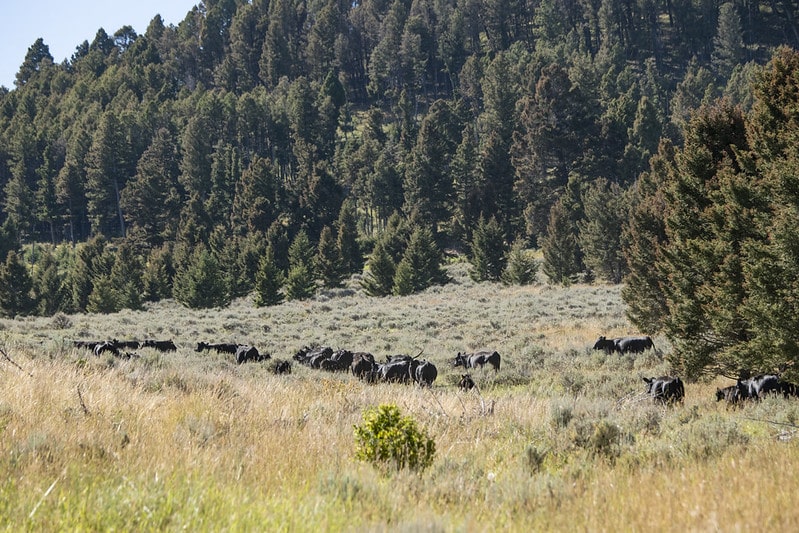 cattle on sagebrush rangeland with conifer forest in background
