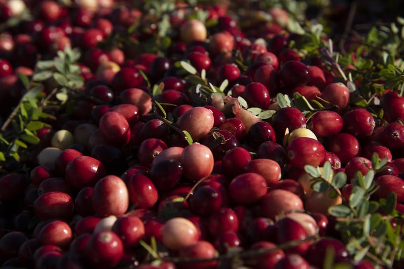 cranberries and leaves