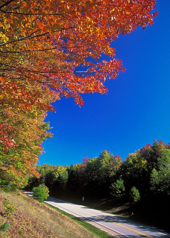 A road runs through trees with fall foliage under blue sky