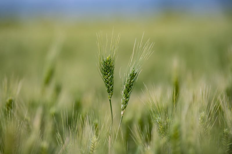 green grain growing in field