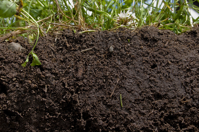 cutaway view of plants and roots in soil