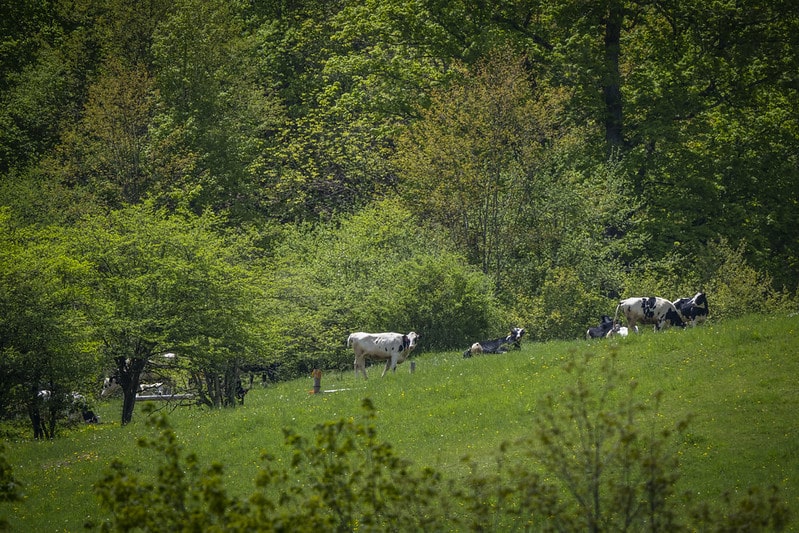 dairy cattle on pasture among trees