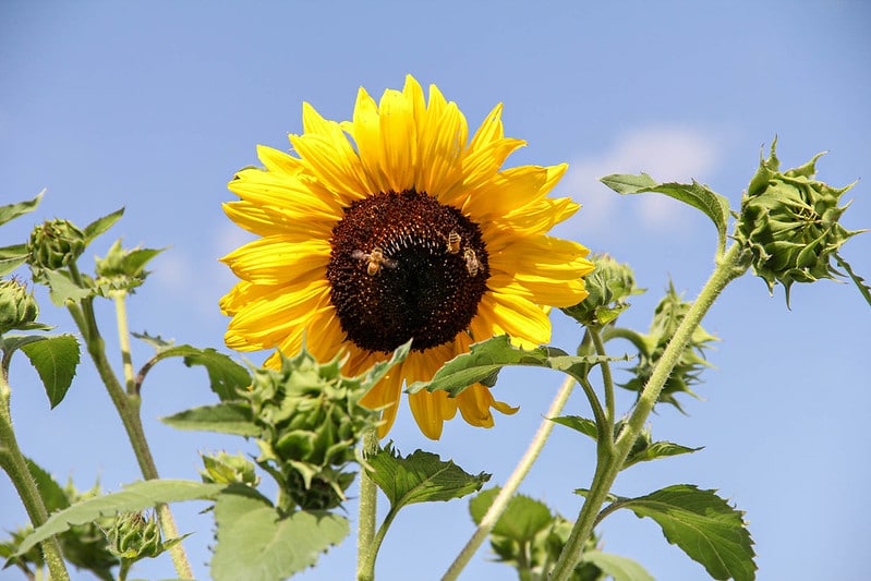 A blooming sunflower and buds against blue sky