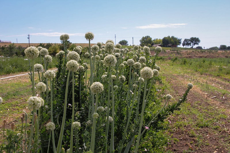 a row of blooming garlic grows