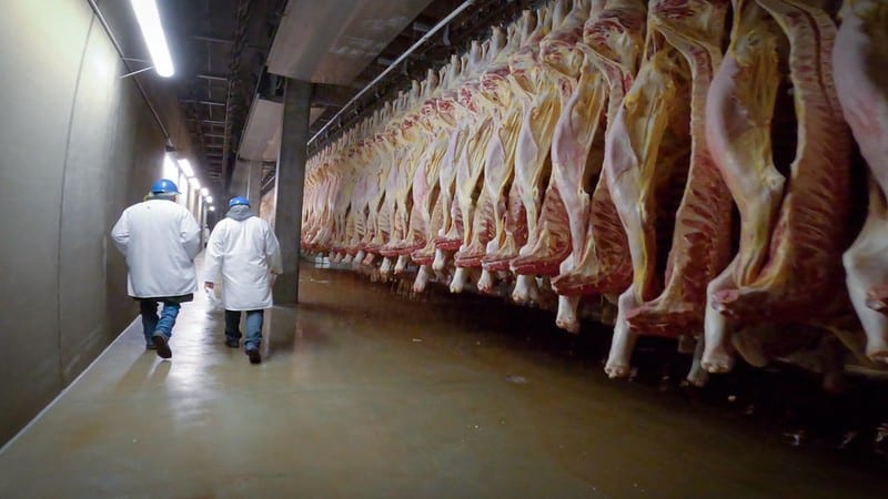 people walk away past a row of hanging carcasses at a processing facility