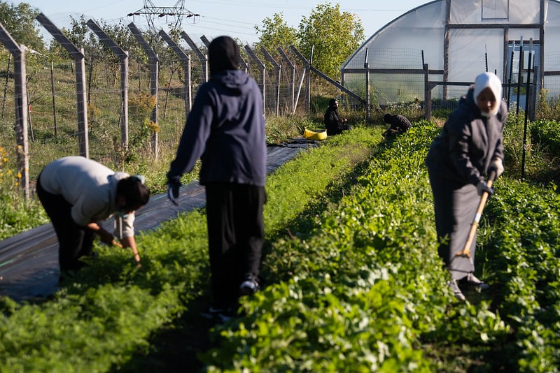 women work among plant rows in front of a high tunnel