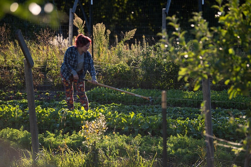 A person hoes among backlit vegetable rows